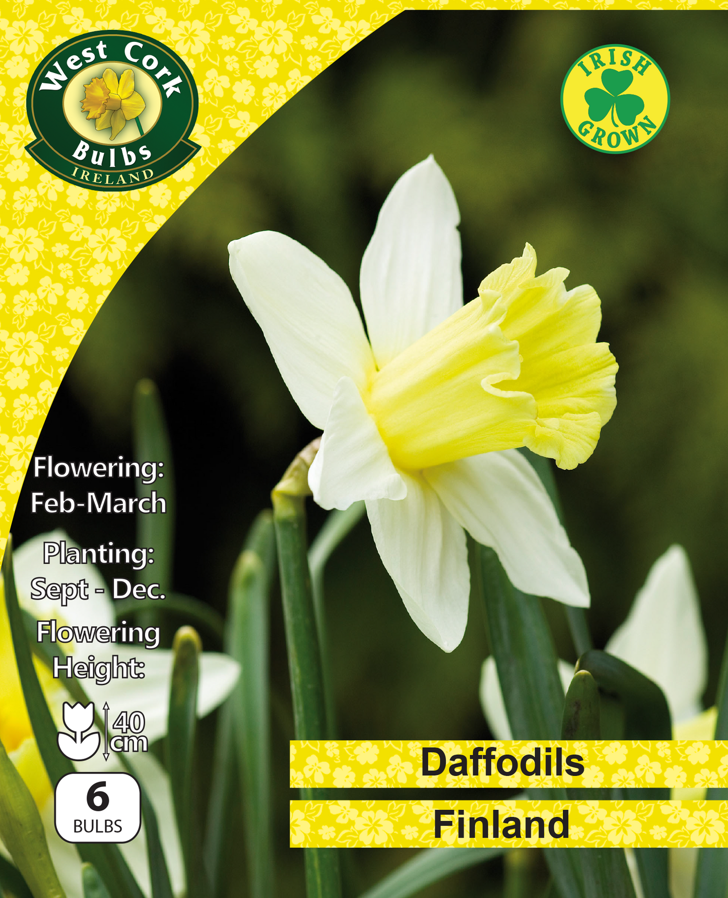Daffodils Finland - Green's of Ireland Online Garden Shop. Flower Bulbs, West Cork Bulbs, Daffodil Bulbs, Tulip Bulbs, Crocus Bulbs, Autumn Bulbs, Bulbs, Cheap Bulbs