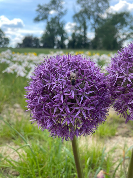 Allium 'Globemaster' - Green's of Ireland Online Garden Shop. Allium, West Cork Bulbs, Daffodil Bulbs, Tulip Bulbs, Crocus Bulbs, Autumn Bulbs, Bulbs, Cheap Bulbs