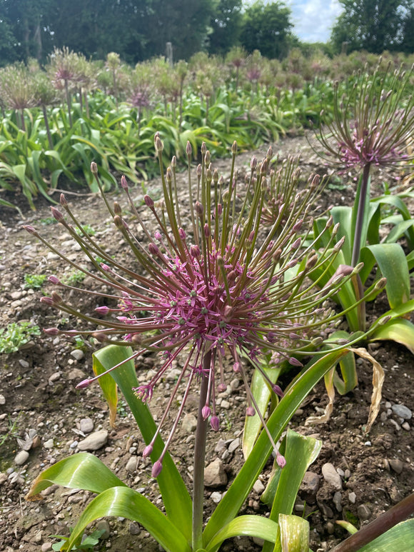 Allium Schubertii Cut flower