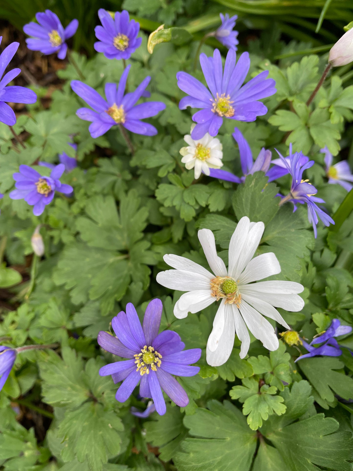 Single Anemone Blue Shades - Green's of Ireland Online Garden Shop. Anemones, West Cork Bulbs, Daffodil Bulbs, Tulip Bulbs, Crocus Bulbs, Autumn Bulbs, Bulbs, Cheap Bulbs