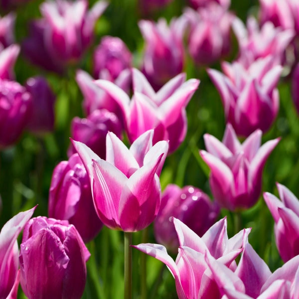 Lilyflowered Tulip Ballade - Green's of Ireland Online Garden Shop. , Greens of Ireland, Daffodil Bulbs, Tulip Bulbs, Crocus Bulbs, Autumn Bulbs, Bulbs, Cheap Bulbs