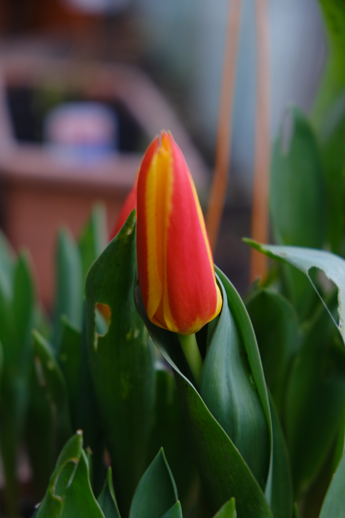 Tulip Stresa