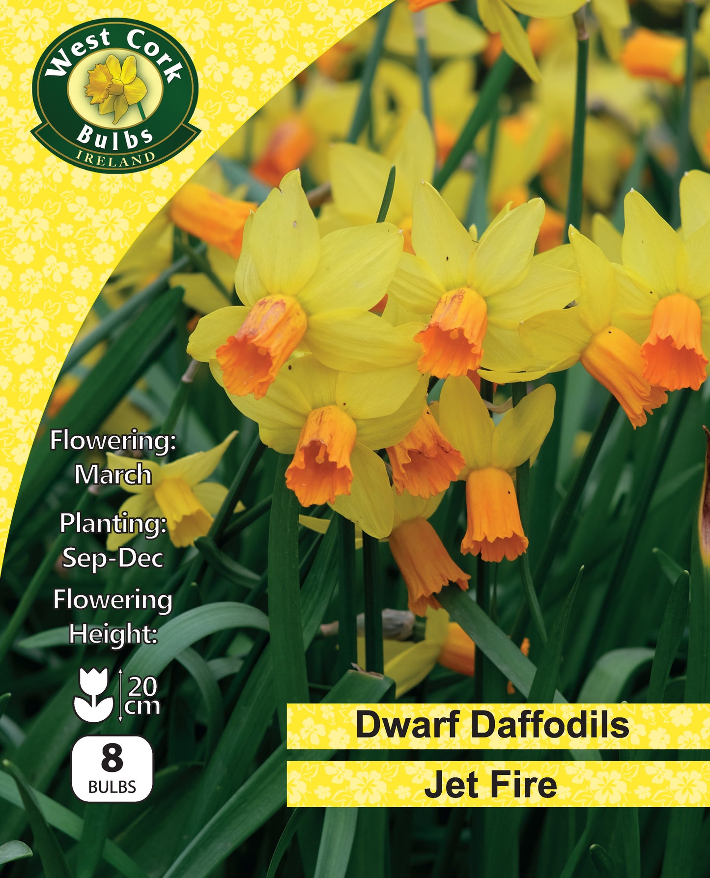 Daffodil dwarf Jet Fire - Green's of Ireland Online Garden Shop. Flower Bulbs, West Cork Bulbs, Daffodil Bulbs, Tulip Bulbs, Crocus Bulbs, Autumn Bulbs, Bulbs, Cheap Bulbs