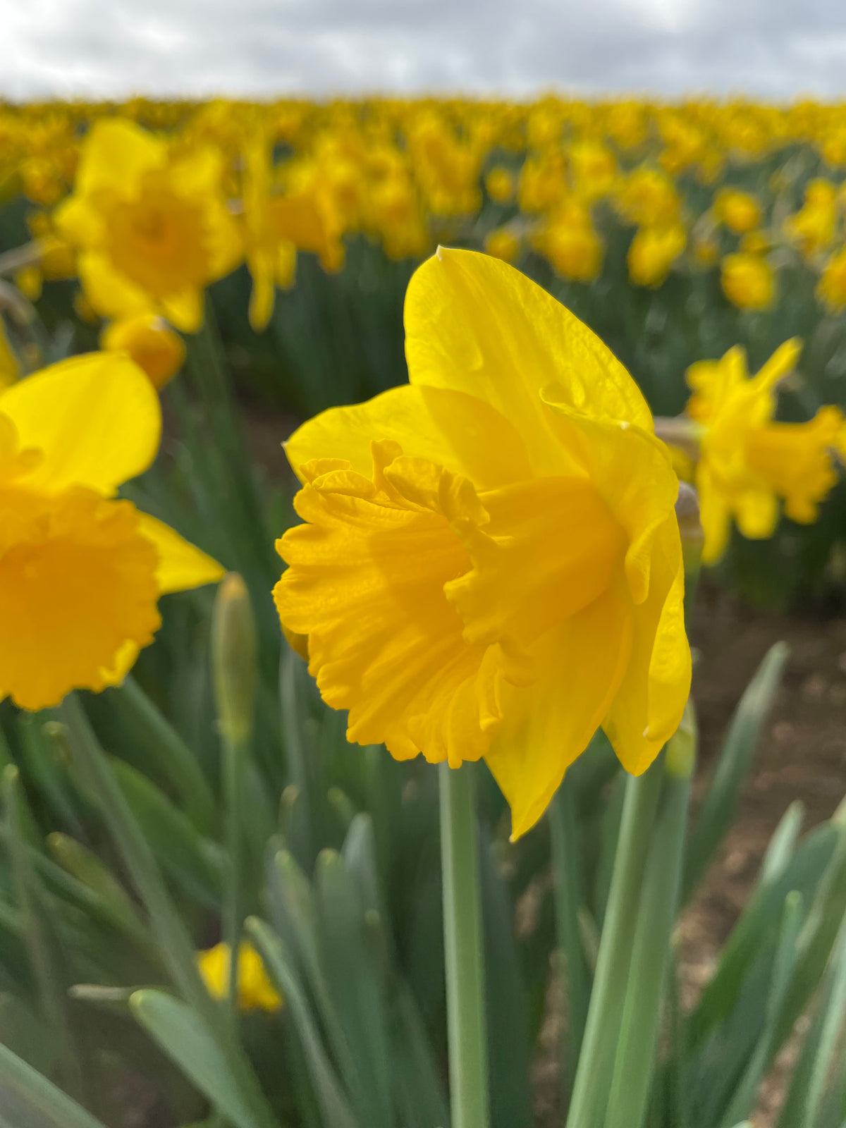 Daffodil Karenza - Irish Grown