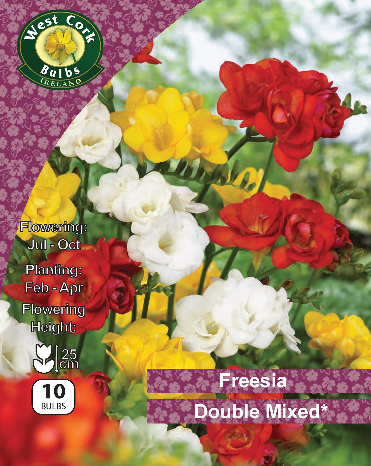 Freesia Double Mixed Spring - Green's of Ireland Online Garden Shop. Flower Bulbs, West Cork Bulbs, Daffodil Bulbs, Tulip Bulbs, Crocus Bulbs, Autumn Bulbs, Bulbs, Cheap Bulbs