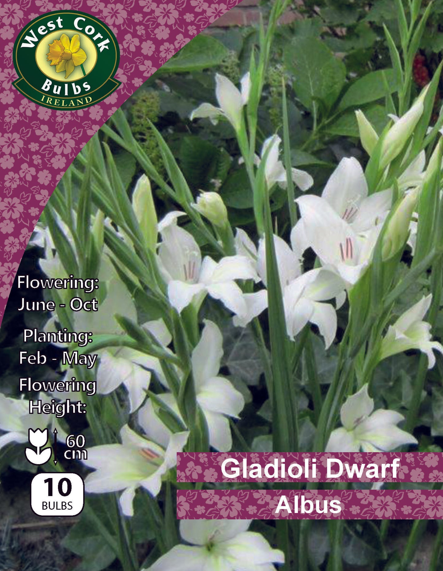 Gladioli Dwarf 'Albus' - Green's of Ireland Online Garden Shop. Flower Bulbs, West Cork Bulbs, Daffodil Bulbs, Tulip Bulbs, Crocus Bulbs, Autumn Bulbs, Bulbs, Cheap Bulbs