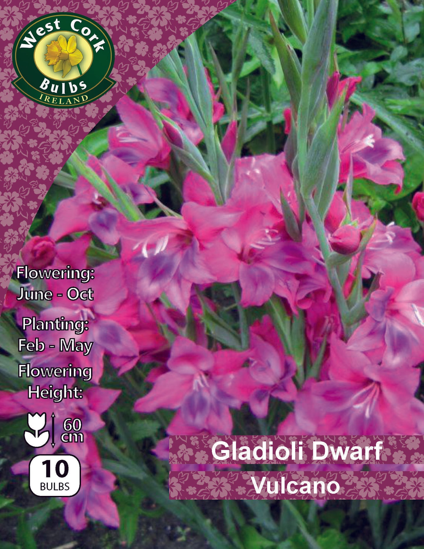 Gladioli Dwarf 'Vulcano' - Green's of Ireland Online Garden Shop. Flower Bulbs, West Cork Bulbs, Daffodil Bulbs, Tulip Bulbs, Crocus Bulbs, Autumn Bulbs, Bulbs, Cheap Bulbs