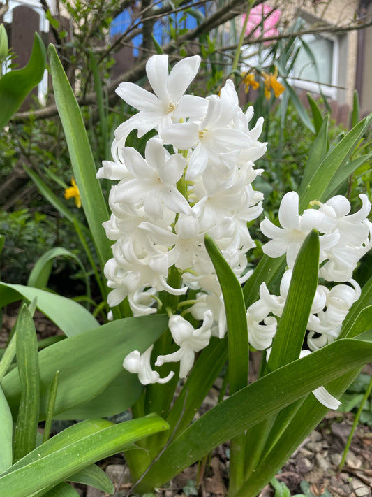 Hyacinth White Pearl - Green's of Ireland Online Garden Shop. Hyacinth, West Cork Bulbs, Daffodil Bulbs, Tulip Bulbs, Crocus Bulbs, Autumn Bulbs, Bulbs, Cheap Bulbs