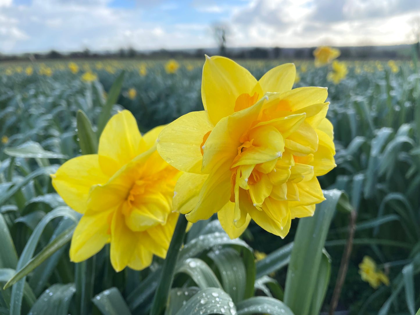 Jonquilles Double <p> Tahiti</p>