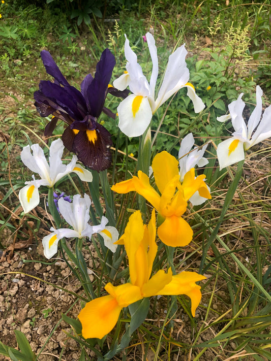 Iris Hollandica Mixed - Green's of Ireland Online Garden Shop. Iris, West Cork Bulbs, Daffodil Bulbs, Tulip Bulbs, Crocus Bulbs, Autumn Bulbs, Bulbs, Cheap Bulbs