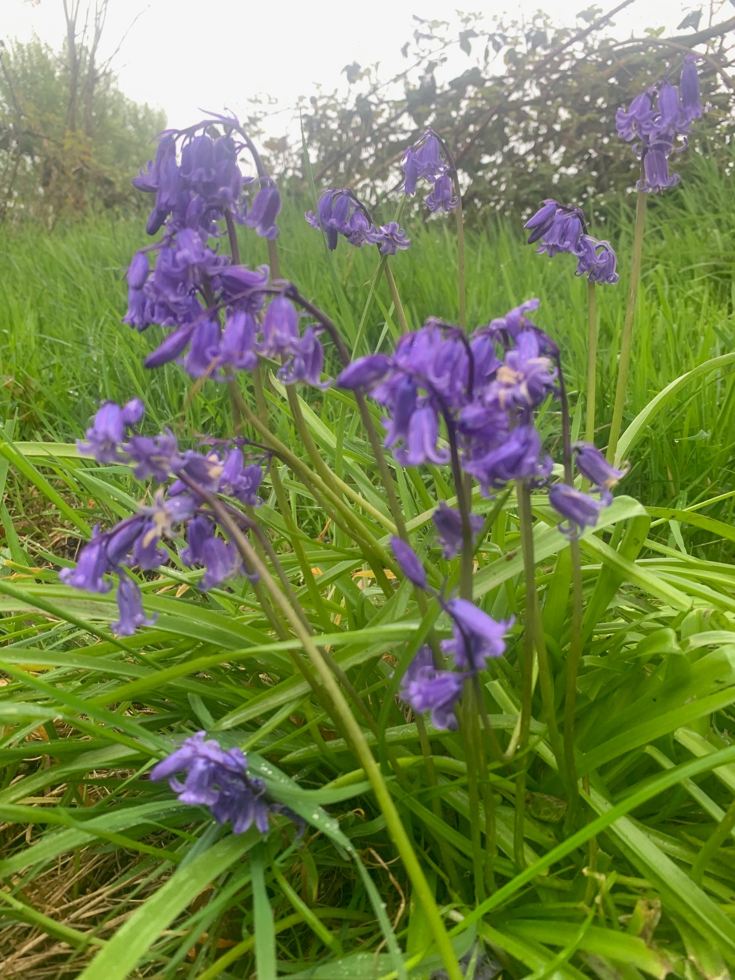 Irish Grown Bluebells Non-scripta - Green's of Ireland Online Garden Shop. Bluebells, West Cork Bulbs, Daffodil Bulbs, Tulip Bulbs, Crocus Bulbs, Autumn Bulbs, Bulbs, Cheap Bulbs