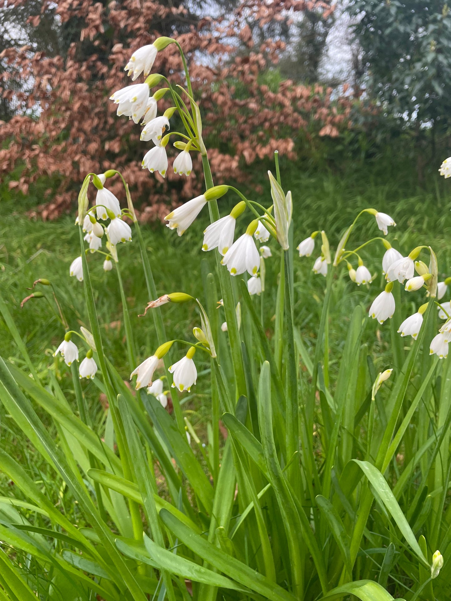 Leucojum Aestivum Summer snowflake - Green's of Ireland Online Garden Shop. Leucojum, West Cork Bulbs, Daffodil Bulbs, Tulip Bulbs, Crocus Bulbs, Autumn Bulbs, Bulbs, Cheap Bulbs
