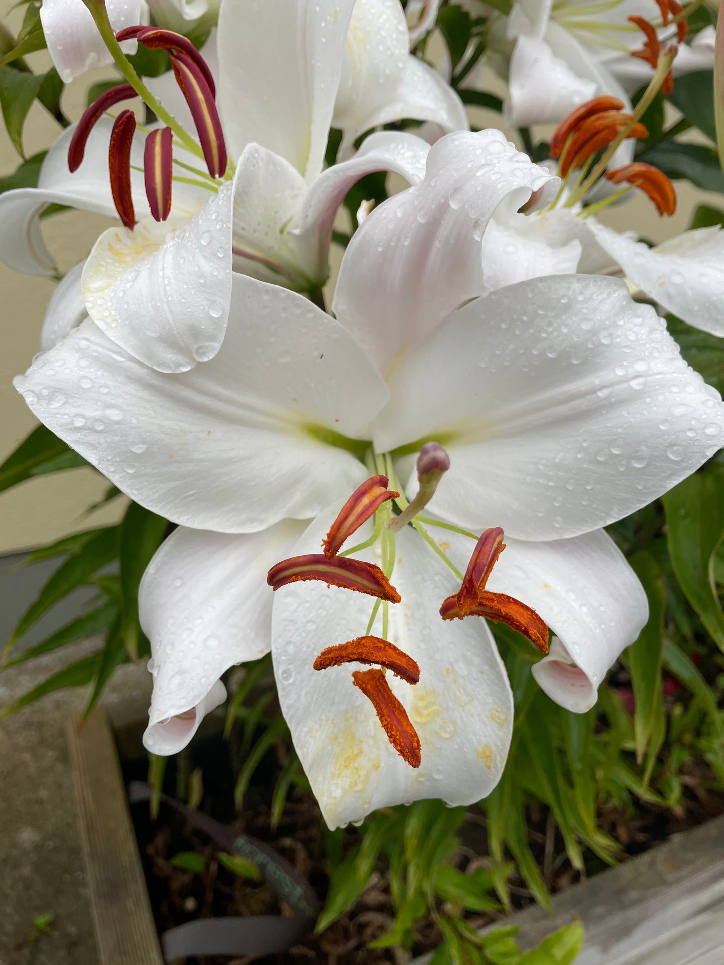 Lilium Asiatic Blanche