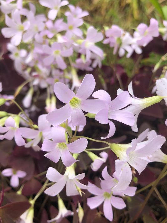 Oxalis Triangularis - Green's of Ireland Online Garden Shop. Miscellaneous, West Cork Bulbs, Daffodil Bulbs, Tulip Bulbs, Crocus Bulbs, Autumn Bulbs, Bulbs, Cheap Bulbs