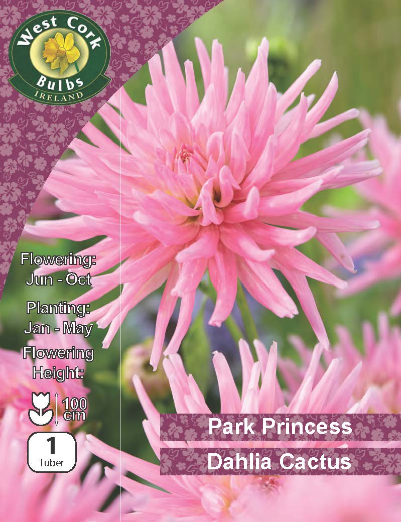 Dahlia Decorative 'Park Princess' - Green's of Ireland Online Garden Shop. , Greens of Ireland, Daffodil Bulbs, Tulip Bulbs, Crocus Bulbs, Autumn Bulbs, Bulbs, Cheap Bulbs
