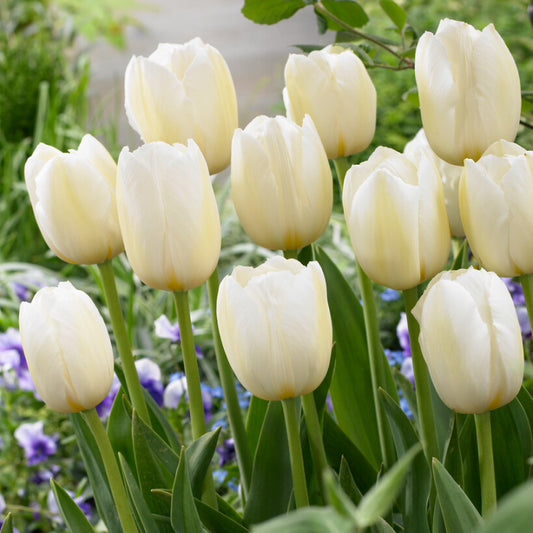 Triumph Tulip 'Pays Bas' - Green's of Ireland Online Garden Shop. Tulips, West Cork Bulbs, Daffodil Bulbs, Tulip Bulbs, Crocus Bulbs, Autumn Bulbs, Bulbs, Cheap Bulbs