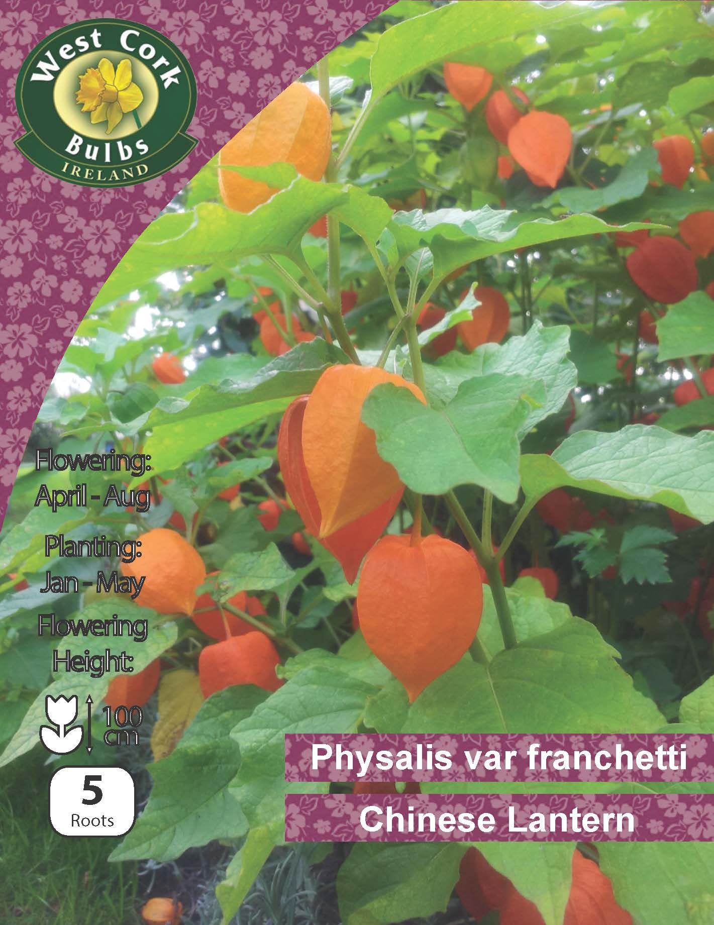 planter physalis Physalis var franchetti Chinese Lantern – Greens of Ireland