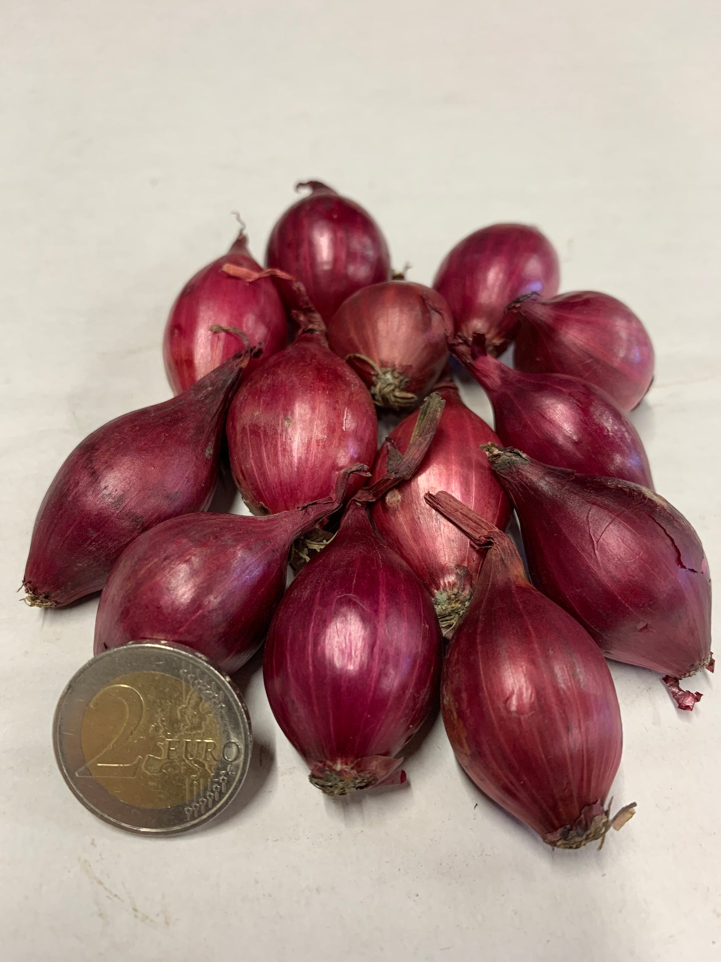 Spring Onion Sets Red Baron - Green's of Ireland Online Garden Shop. Onion Sets, West Cork Bulbs, Daffodil Bulbs, Tulip Bulbs, Crocus Bulbs, Autumn Bulbs, Bulbs, Cheap Bulbs