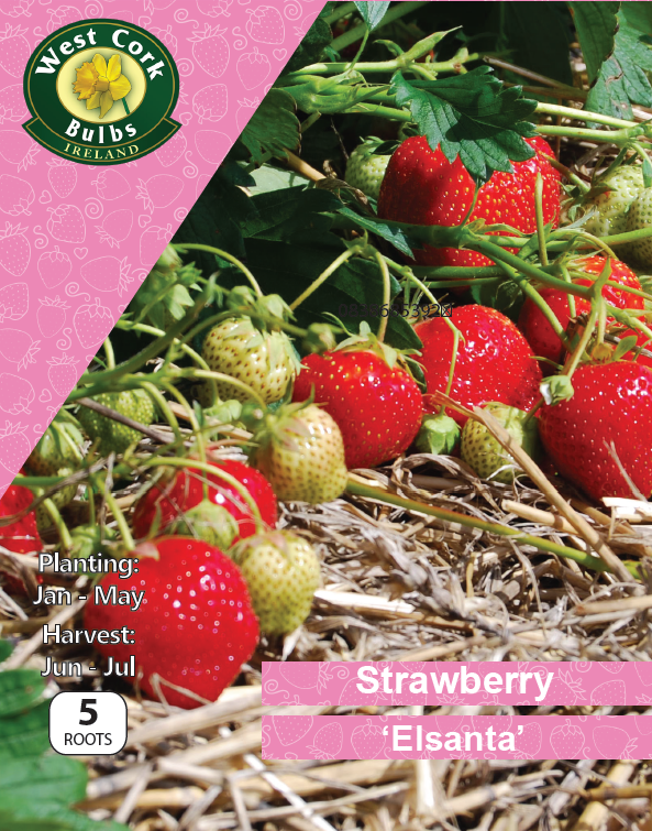Strawberry 'Elsanta'