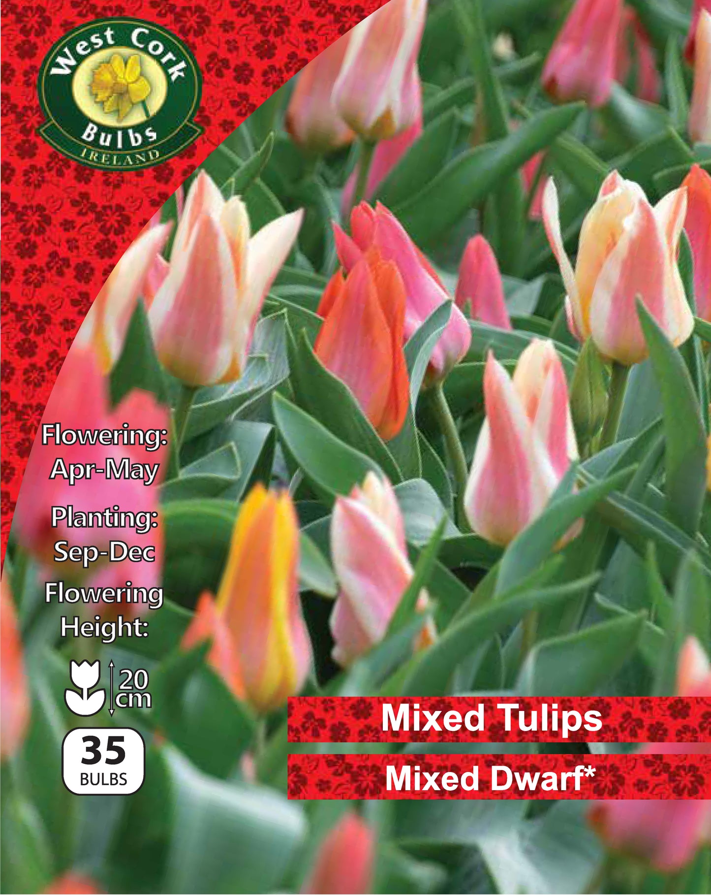 Dwarf Tulip Mixed - Green's of Ireland Online Garden Shop. Tulips, West Cork Bulbs, Daffodil Bulbs, Tulip Bulbs, Crocus Bulbs, Autumn Bulbs, Bulbs, Cheap Bulbs