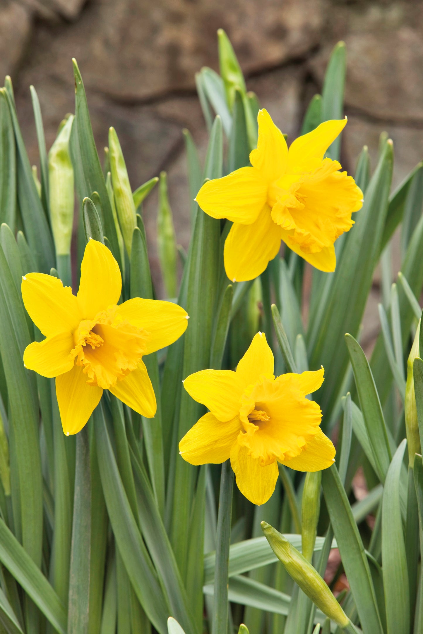 Daffodils Yellow Trumpet 'Tamara' - Green's of Ireland Online Garden Shop. Flower Bulbs, West Cork Bulbs, Daffodil Bulbs, Tulip Bulbs, Crocus Bulbs, Autumn Bulbs, Bulbs, Cheap Bulbs