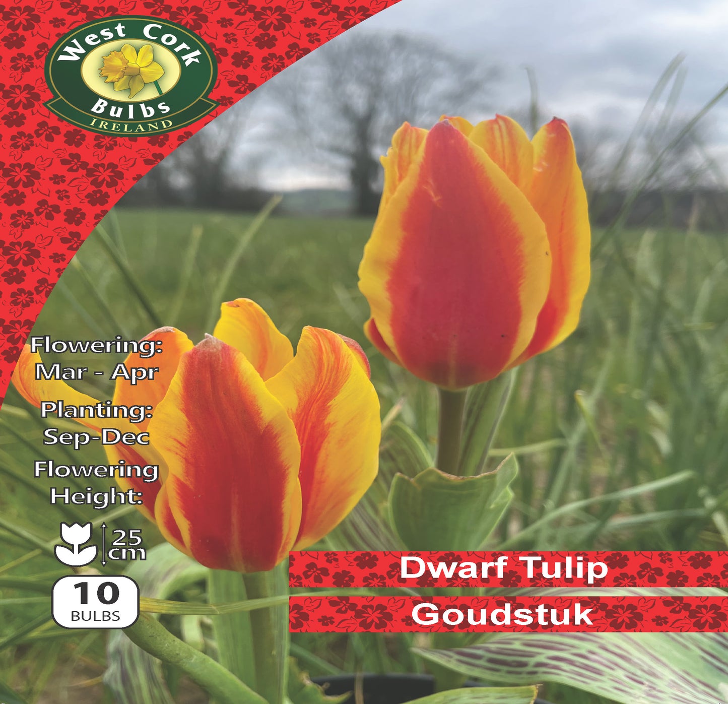 Dwarf Tulip 'Goudstuk' - Green's of Ireland Online Garden Shop. Tulips, West Cork Bulbs, Daffodil Bulbs, Tulip Bulbs, Crocus Bulbs, Autumn Bulbs, Bulbs, Cheap Bulbs
