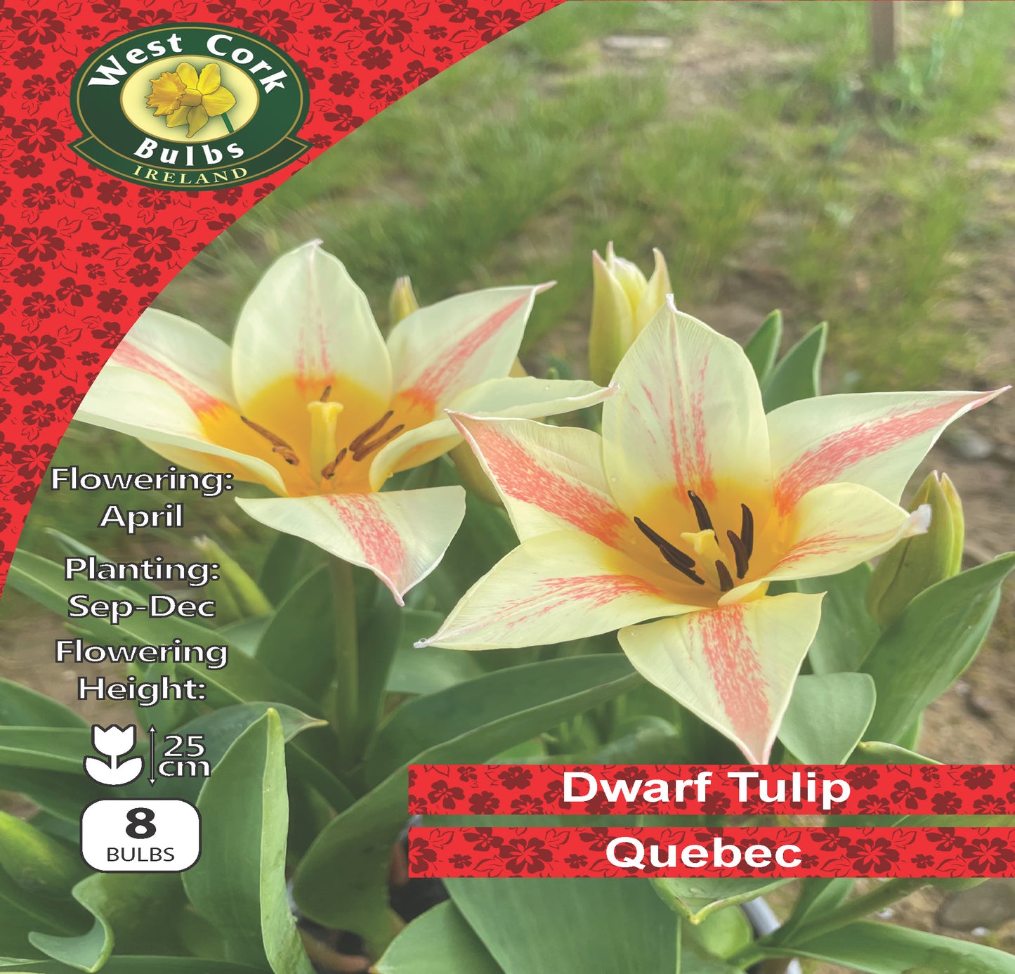 Dwarf Tulip 'Quebec' - Green's of Ireland Online Garden Shop. Tulips, West Cork Bulbs, Daffodil Bulbs, Tulip Bulbs, Crocus Bulbs, Autumn Bulbs, Bulbs, Cheap Bulbs