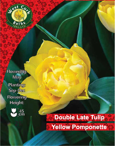 Tulipe Double <p> Yellow Pomponette</p>