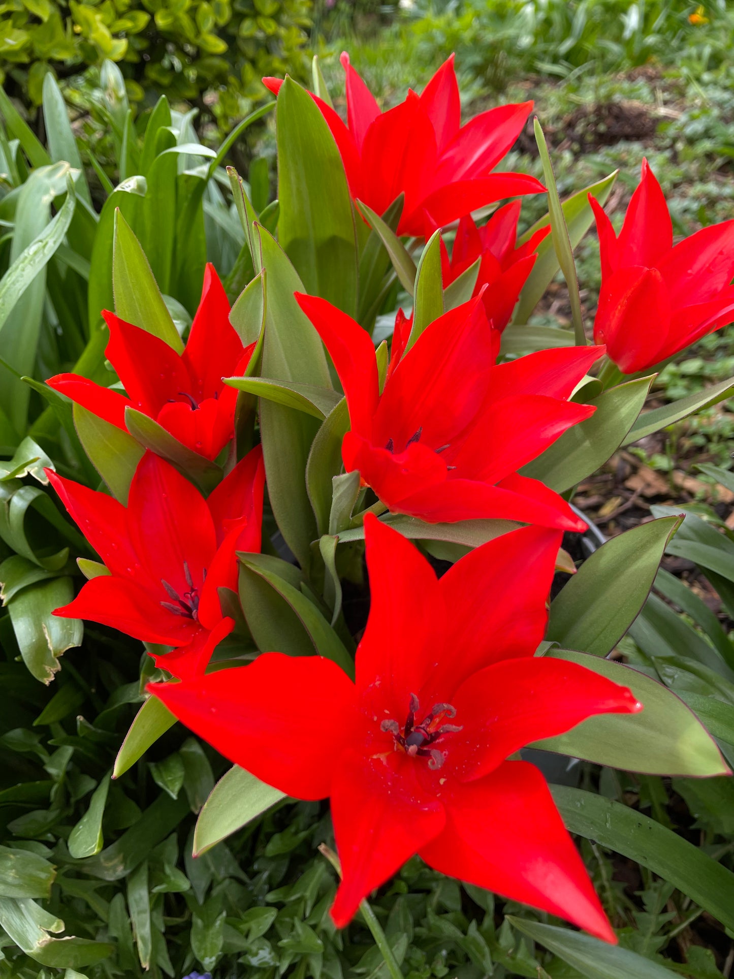 Tulipe sauvage <p>Praestans Fusilier</p>