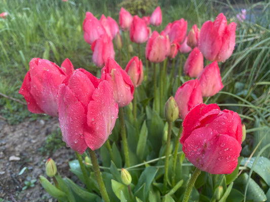 Single Tulip Van Eijk - Green's of Ireland Online Garden Shop. Tulips, West Cork Bulbs, Daffodil Bulbs, Tulip Bulbs, Crocus Bulbs, Autumn Bulbs, Bulbs, Cheap Bulbs