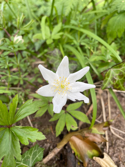Wild or Wood Anemone - Anemone nemorosa - Green's of Ireland Online Garden Shop. Anemones, West Cork Bulbs, Daffodil Bulbs, Tulip Bulbs, Crocus Bulbs, Autumn Bulbs, Bulbs, Cheap Bulbs