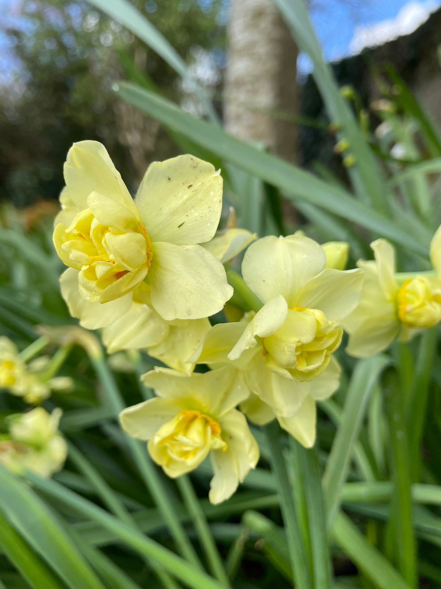 Multiheaded Daffodils Yellow Cheerfulness - Green's of Ireland Online Garden Shop. Flower Bulbs, West Cork Bulbs, Daffodil Bulbs, Tulip Bulbs, Crocus Bulbs, Autumn Bulbs, Bulbs, Cheap Bulbs
