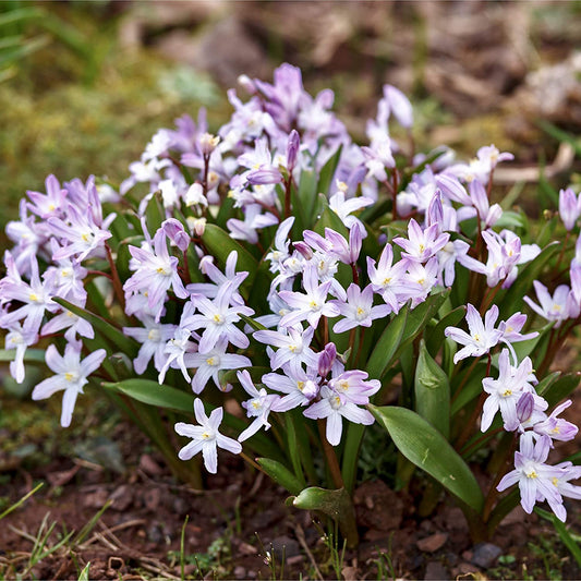Chionodoxa Pink - Green's of Ireland Online Garden Shop. Miscellaneous, West Cork Bulbs, Daffodil Bulbs, Tulip Bulbs, Crocus Bulbs, Autumn Bulbs, Bulbs, Cheap Bulbs