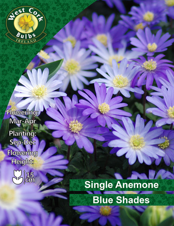 Single Anemone Blue Shades - Green's of Ireland Online Garden Shop. Anemones, West Cork Bulbs, Daffodil Bulbs, Tulip Bulbs, Crocus Bulbs, Autumn Bulbs, Bulbs, Cheap Bulbs
