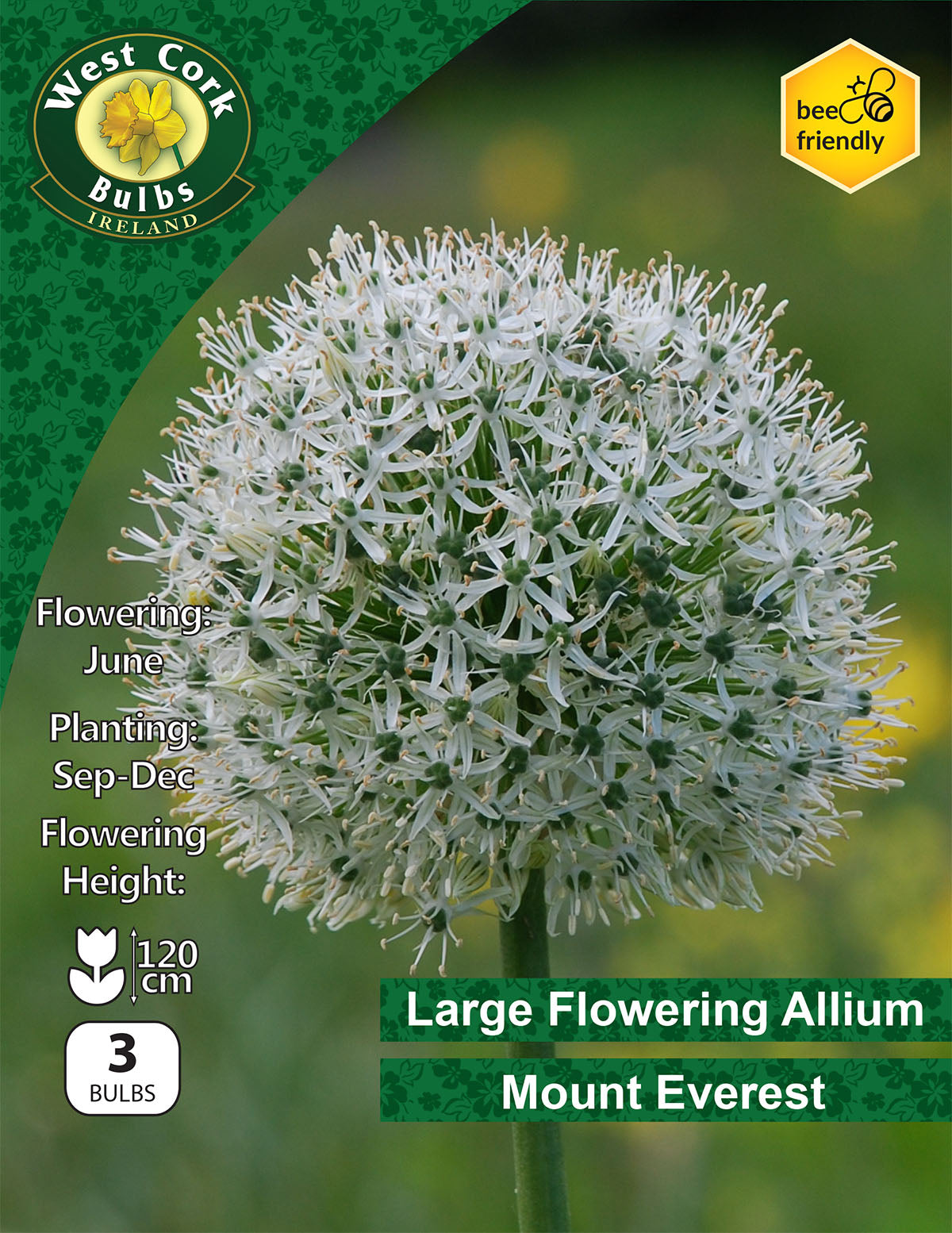 Allium Mount Everest - Green's of Ireland Online Garden Shop. Allium, West Cork Bulbs, Daffodil Bulbs, Tulip Bulbs, Crocus Bulbs, Autumn Bulbs, Bulbs, Cheap Bulbs