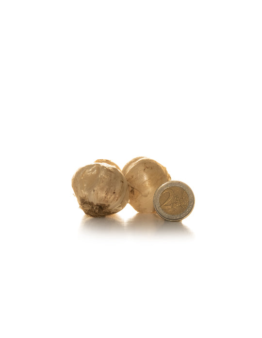 Allium Purple Sensation - Green's of Ireland Online Garden Shop. Allium, West Cork Bulbs, Daffodil Bulbs, Tulip Bulbs, Crocus Bulbs, Autumn Bulbs, Bulbs, Cheap Bulbs