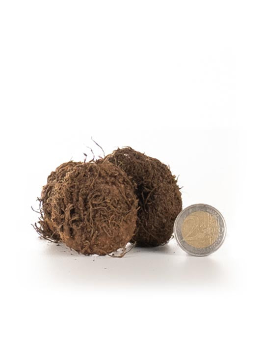 Begonia Double Pink - Green's of Ireland Online Garden Shop. Flower Bulbs, West Cork Bulbs, Daffodil Bulbs, Tulip Bulbs, Crocus Bulbs, Autumn Bulbs, Bulbs, Cheap Bulbs