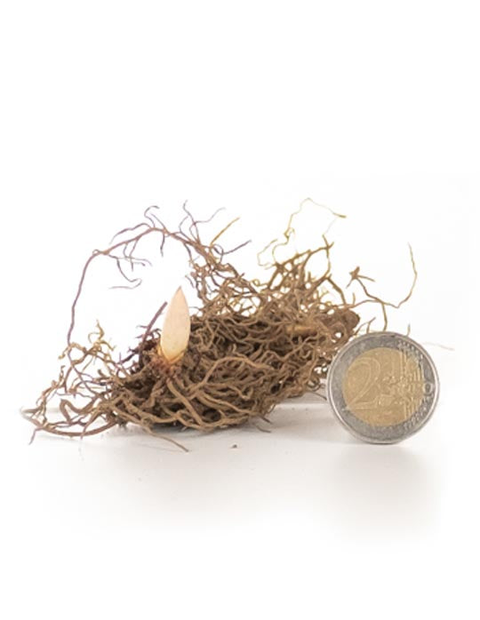 Convallaria majalis 'Lily of the Valley' - Green's of Ireland Online Garden Shop. Flower Bulbs, West Cork Bulbs, Daffodil Bulbs, Tulip Bulbs, Crocus Bulbs, Autumn Bulbs, Bulbs, Cheap Bulbs