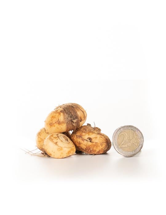 Crocosmia crocosmiiflora 'Lucifer' - Green's of Ireland Online Garden Shop. Flower Bulbs, West Cork Bulbs, Daffodil Bulbs, Tulip Bulbs, Crocus Bulbs, Autumn Bulbs, Bulbs, Cheap Bulbs