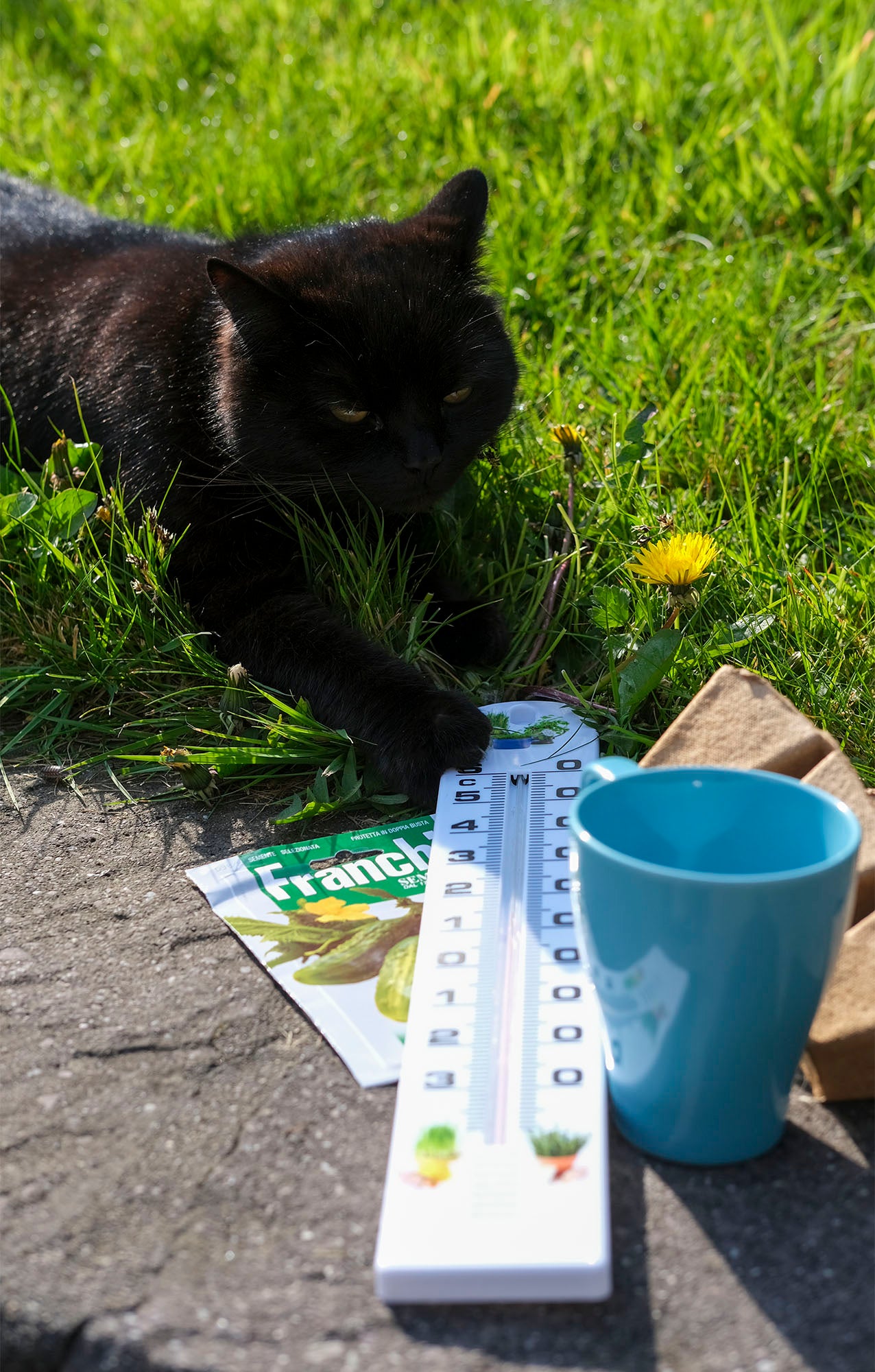 Garden Accessories Large Thermometer - Green's of Ireland Online Garden Shop. Accesories, BlackFox, Daffodil Bulbs, Tulip Bulbs, Crocus Bulbs, Autumn Bulbs, Bulbs, Cheap Bulbs