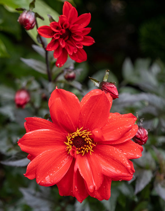 Dahlia Paeony Bishop of Llandaff 1 Bulb Pack - Green's of Ireland Online Garden Shop. Flower Bulbs, West Cork Bulbs, Daffodil Bulbs, Tulip Bulbs, Crocus Bulbs, Autumn Bulbs, Bulbs, Cheap Bulbs