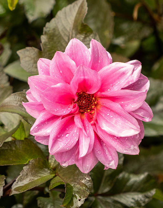 Dahlia Paeony Bishop of Leicester 1 Bulb Pack - Green's of Ireland Online Garden Shop. Flower Bulbs, West Cork Bulbs, Daffodil Bulbs, Tulip Bulbs, Crocus Bulbs, Autumn Bulbs, Bulbs, Cheap Bulbs