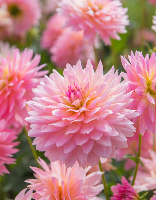 Dahlia Decorative 'Lucky Number' 1 Bulb Pack - Green's of Ireland Online Garden Shop. Flower Bulbs, West Cork Bulbs, Daffodil Bulbs, Tulip Bulbs, Crocus Bulbs, Autumn Bulbs, Bulbs, Cheap Bulbs