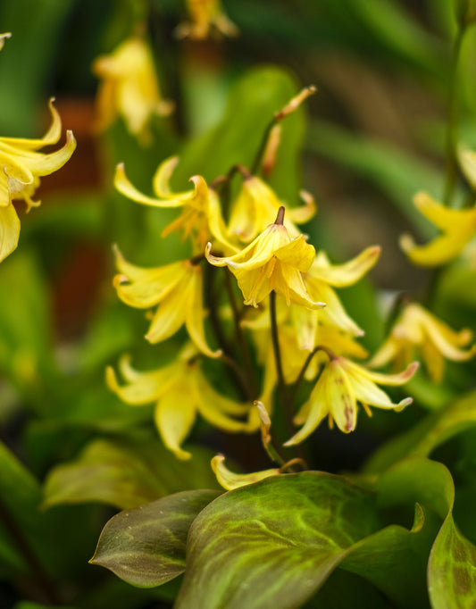 Erythronium Pagoda Dog's Thoth's violet - Green's of Ireland Online Garden Shop. Miscellaneous, West Cork Bulbs, Daffodil Bulbs, Tulip Bulbs, Crocus Bulbs, Autumn Bulbs, Bulbs, Cheap Bulbs