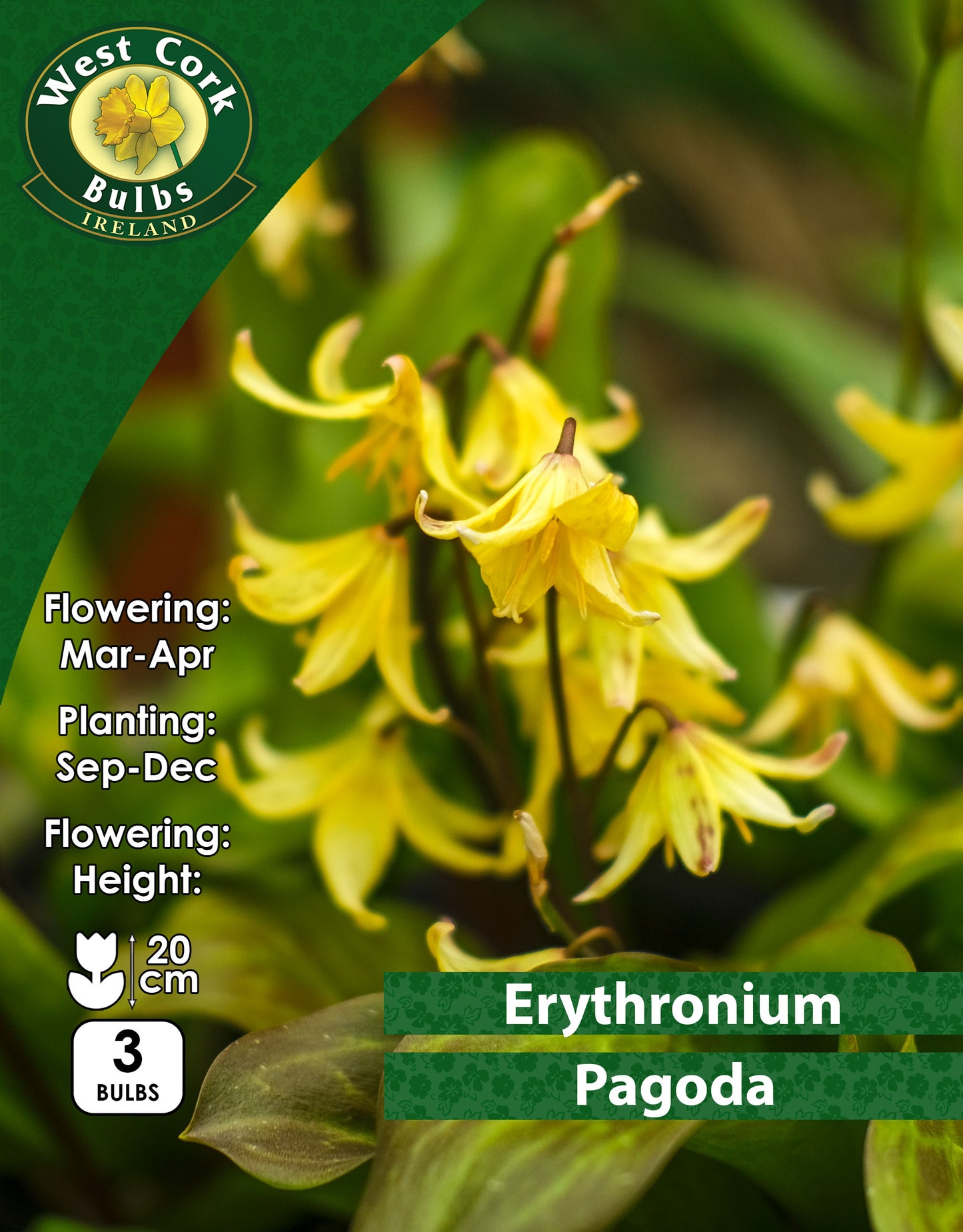 Erythronium Pagoda Dog's Thoth's violet - Green's of Ireland Online Garden Shop. Miscellaneous, West Cork Bulbs, Daffodil Bulbs, Tulip Bulbs, Crocus Bulbs, Autumn Bulbs, Bulbs, Cheap Bulbs