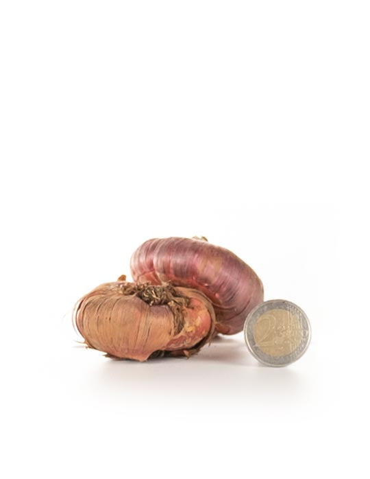 Gladioli Large Flowering Yellow - Green's of Ireland Online Garden Shop. Flower Bulbs, West Cork Bulbs, Daffodil Bulbs, Tulip Bulbs, Crocus Bulbs, Autumn Bulbs, Bulbs, Cheap Bulbs