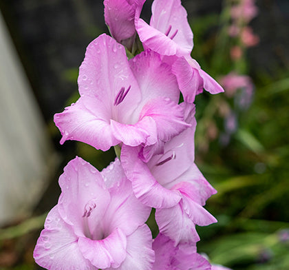 Gladioli Large Flowering Pink - Green's of Ireland Online Garden Shop. Flower Bulbs, West Cork Bulbs, Daffodil Bulbs, Tulip Bulbs, Crocus Bulbs, Autumn Bulbs, Bulbs, Cheap Bulbs