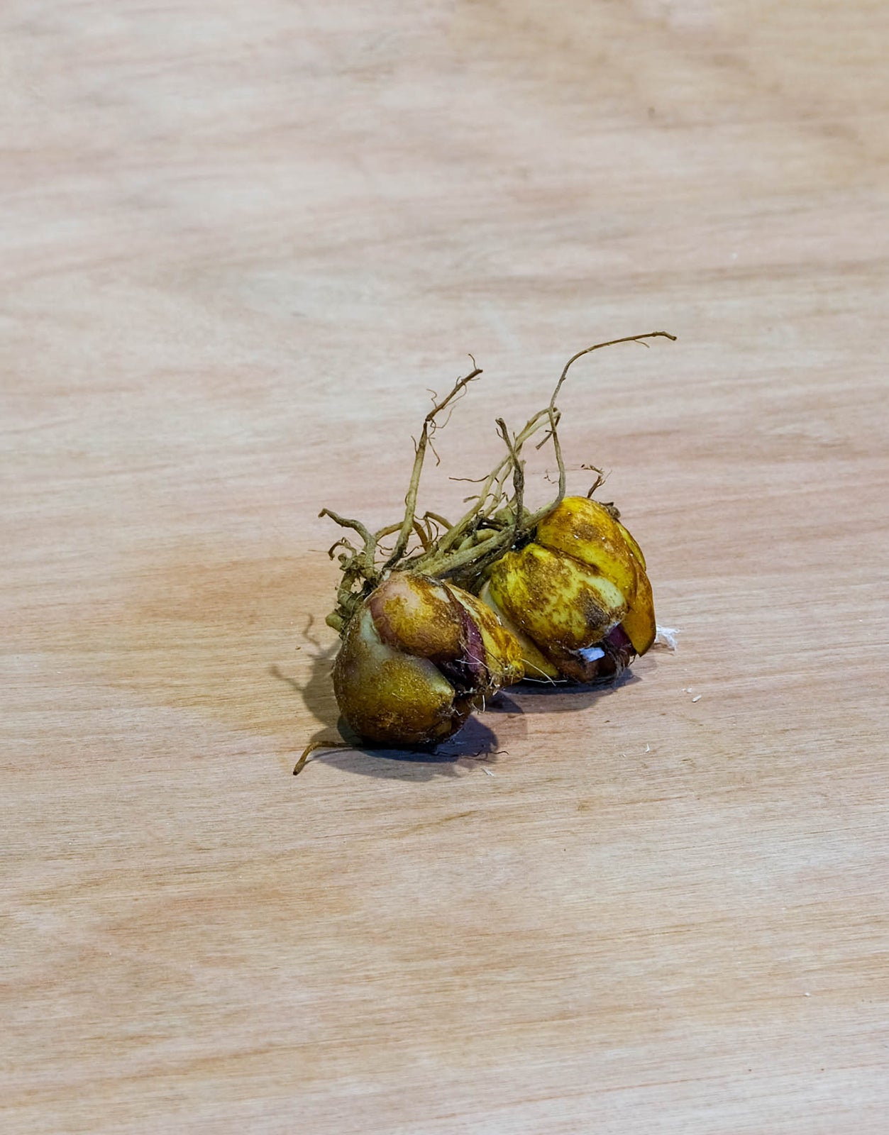 Lilium Oriental 'Dizzy' - Green's of Ireland Online Garden Shop. Flower Bulbs, West Cork Bulbs, Daffodil Bulbs, Tulip Bulbs, Crocus Bulbs, Autumn Bulbs, Bulbs, Cheap Bulbs