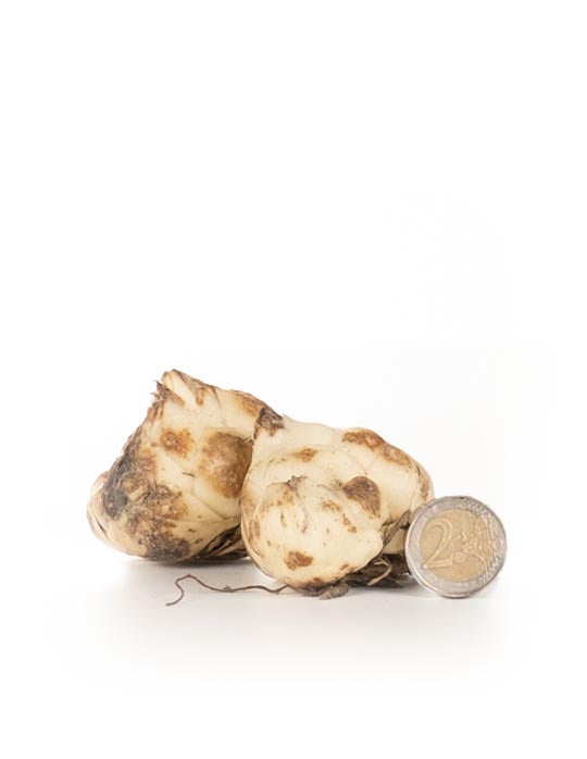 Lilium Asiatic White - Green's of Ireland Online Garden Shop. Flower Bulbs, West Cork Bulbs, Daffodil Bulbs, Tulip Bulbs, Crocus Bulbs, Autumn Bulbs, Bulbs, Cheap Bulbs