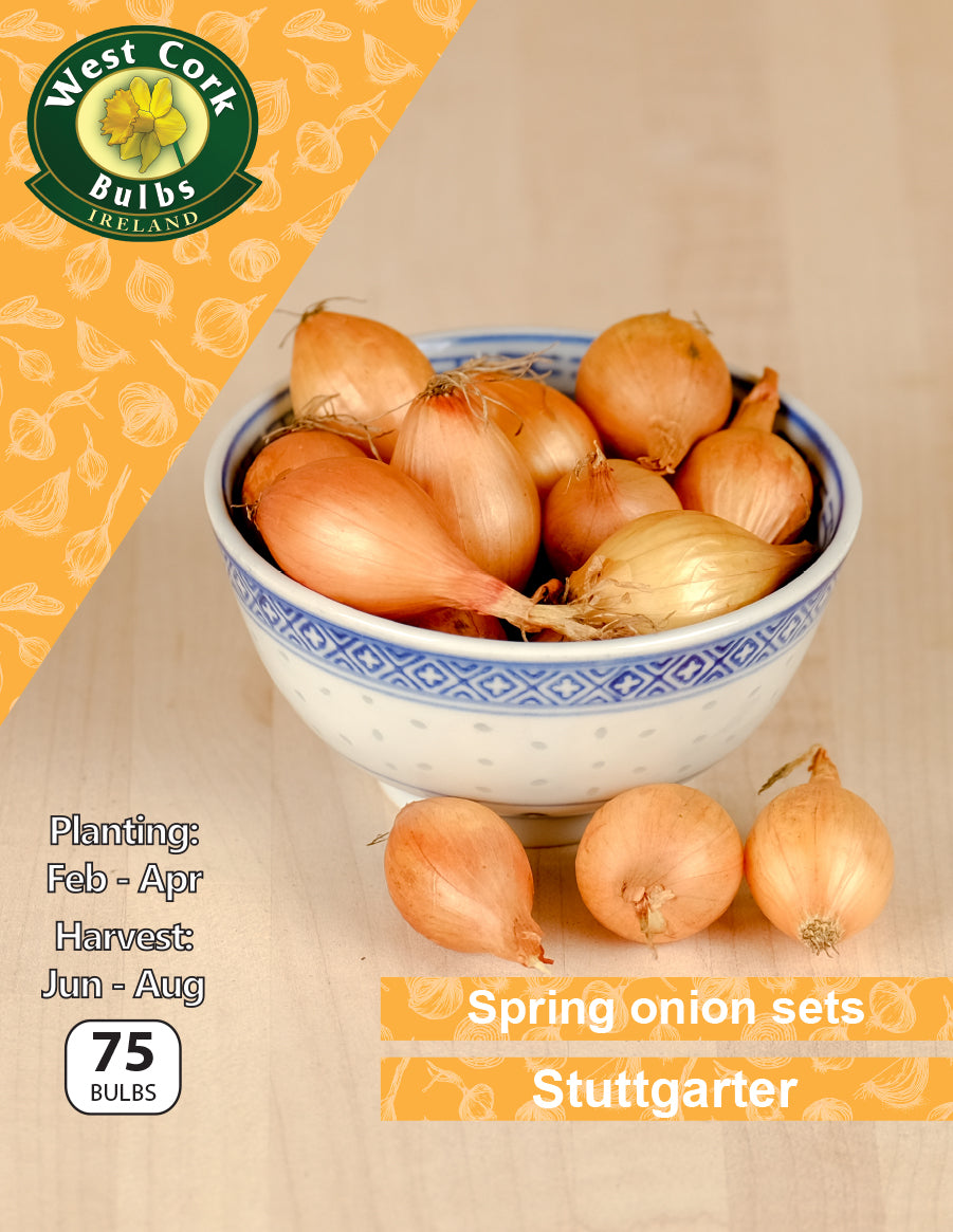 Spring Onion Sets Stuttgarter - Green's of Ireland Online Garden Shop. Onion Sets, West Cork Bulbs, Daffodil Bulbs, Tulip Bulbs, Crocus Bulbs, Autumn Bulbs, Bulbs, Cheap Bulbs